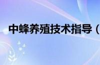 中蜂养殖技术指导（中蜂养殖技术小技巧）