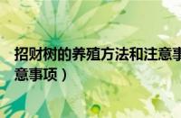 招财树的养殖方法和注意事项详解（招财树的养殖方法和注意事项）