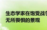 生态学家在饱受战争蹂躏的大草原中找到了 无所畏惧的景观