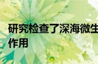 研究检查了深海微生物捕食者在热液喷口中的作用